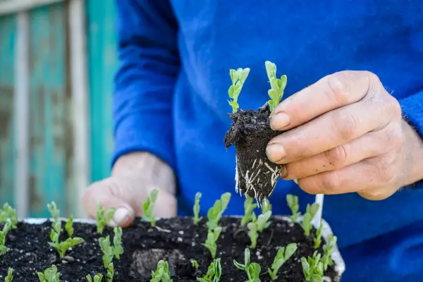 Peas growing in root trainers