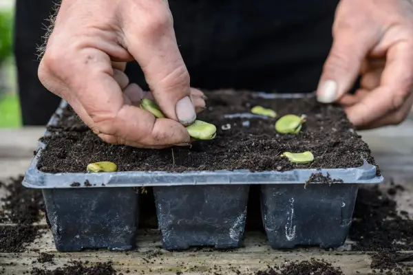 Sowing broad beans