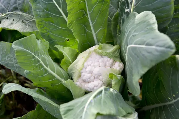 Cauliflower