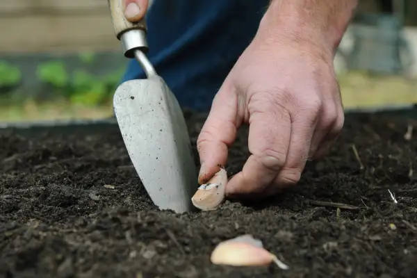 Planting garlic cloves outdoors