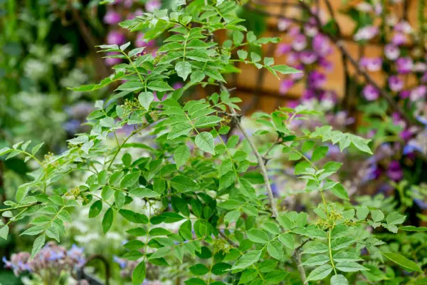 Simulans zanthoxylum