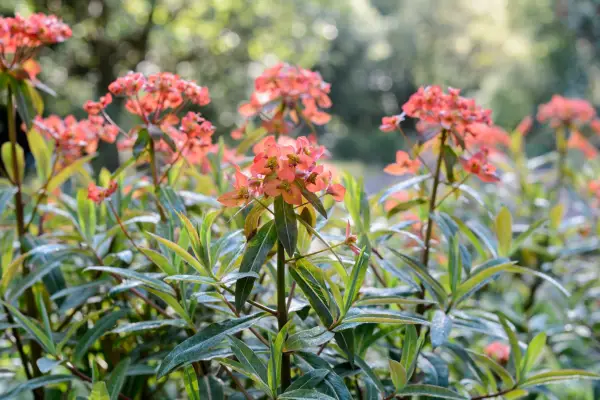10 Euphorbias para crescer