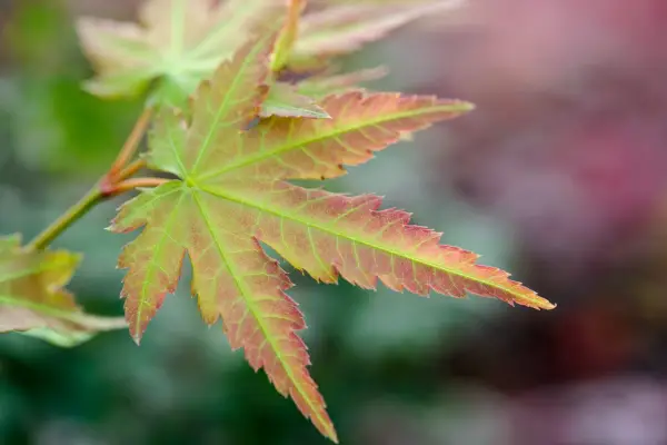 Acer Palmatum 'Kashima'