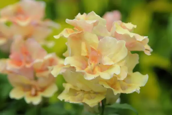 Antirrhinum 'Twinny Peach'