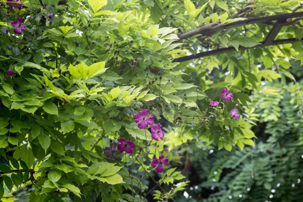 Beste planter for en hagebue