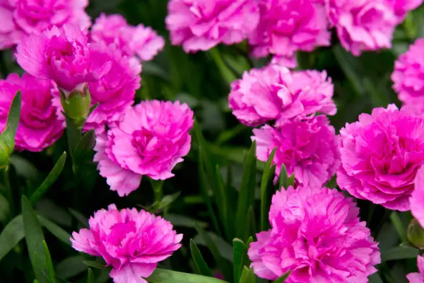 Dianthus „Faganza Sunflor”