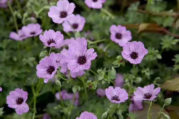 Geranium 'ballerina'