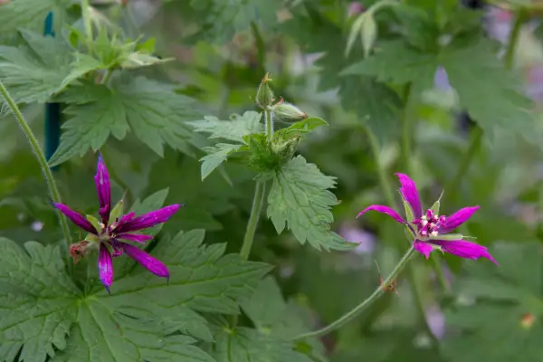 ゼラニウム「キャサリンデヌーブ」