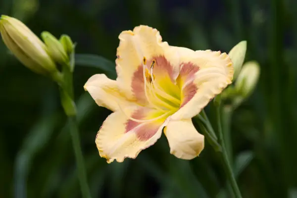 Hemerocallis „Rosyjska Wielkanoc”