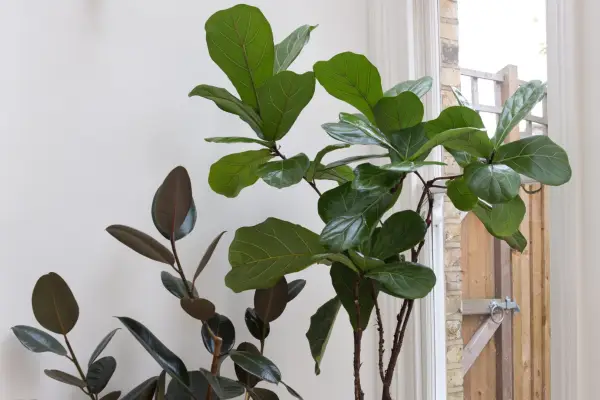 Growing houseplants – houseplants with large leaves