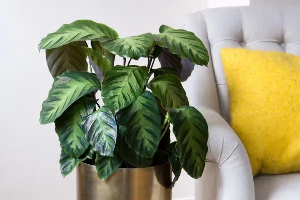 Swiss cheese plant, Monstera deliciosa