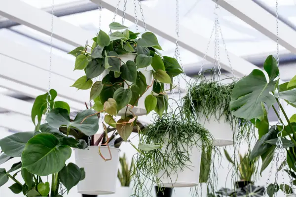 Philodendron scandens growing in a hanging pot