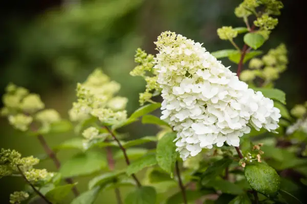 Limelight hydrangea. Getty Images