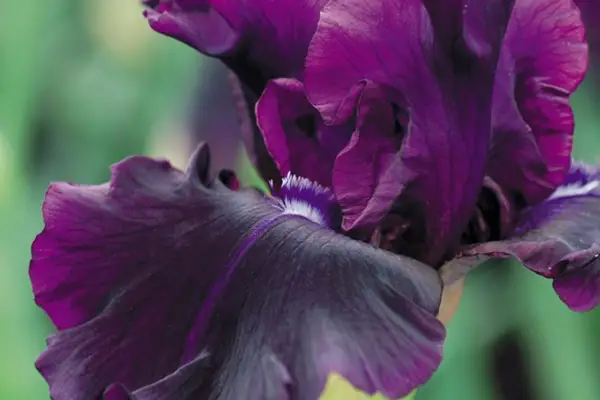 איריס 'Badlands'