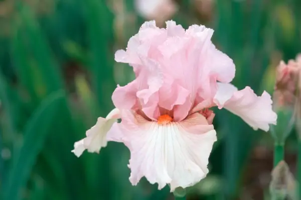 Iris „Copilul lui Vanity”