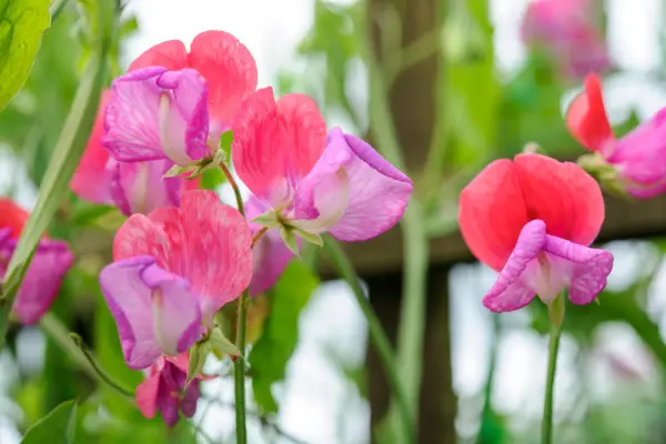 Lathyrus lugt Lady Turrel '