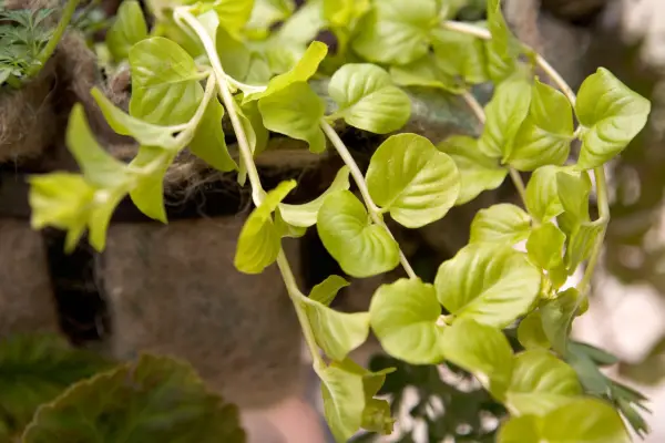 Lysimachia nummularia 'Gold'