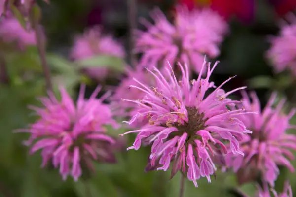 モナルダ・ディディマ