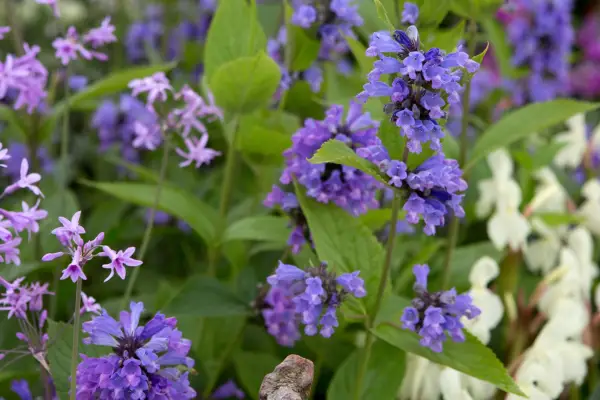Nepeta subsessilis