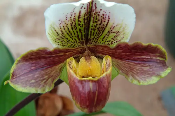 Pafhiopedilum 'pafhiopedilum hybridy'