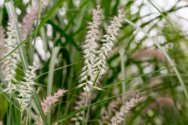 Pennisetum Orientale 'Shogun'