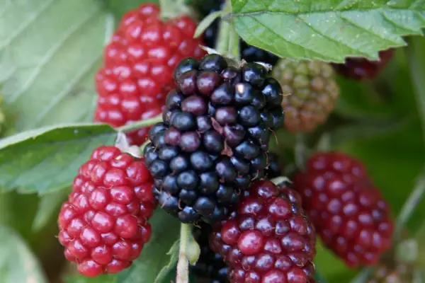 Rubus fruticosus 'Loch Ness'