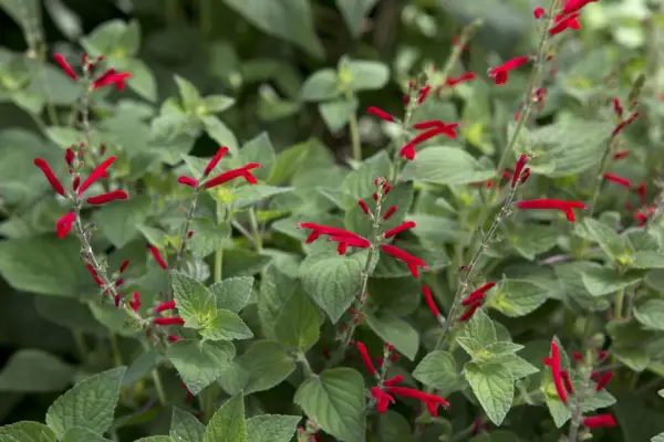 Elegantná Salvia