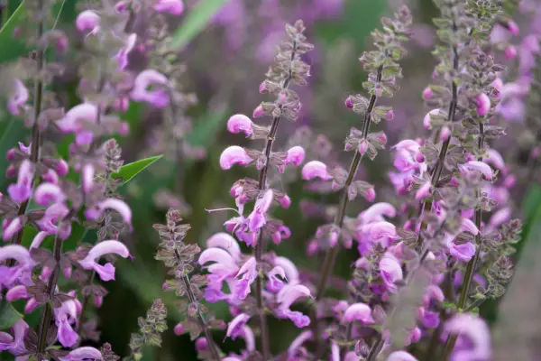 Salvia x Sylvestris 'Rose Queen'