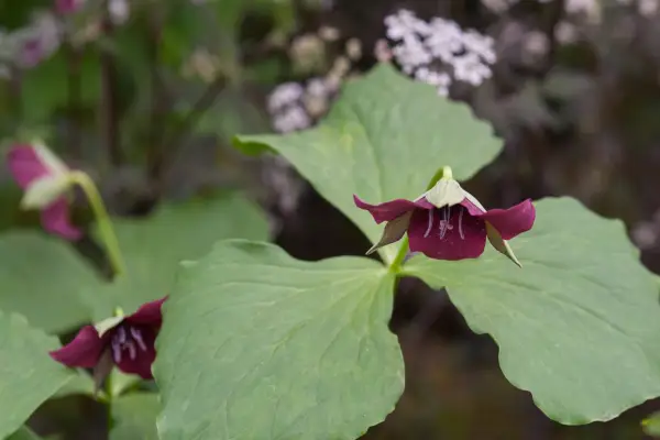 Trillium Vaseyi