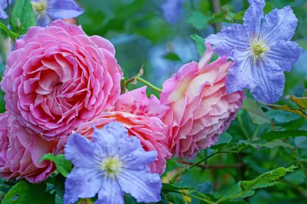 Rose and clematis. Credit: Getty Images