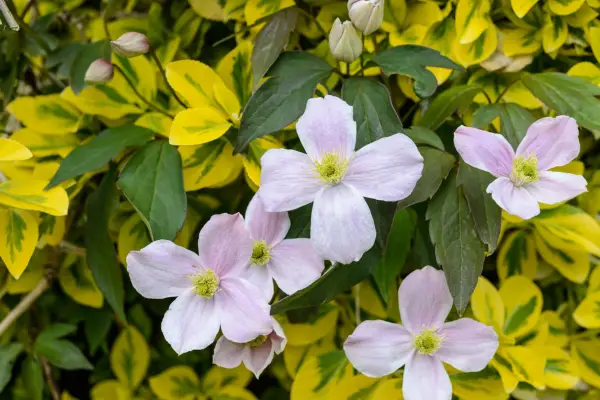 Clematis montana and Euonymus fortunei 