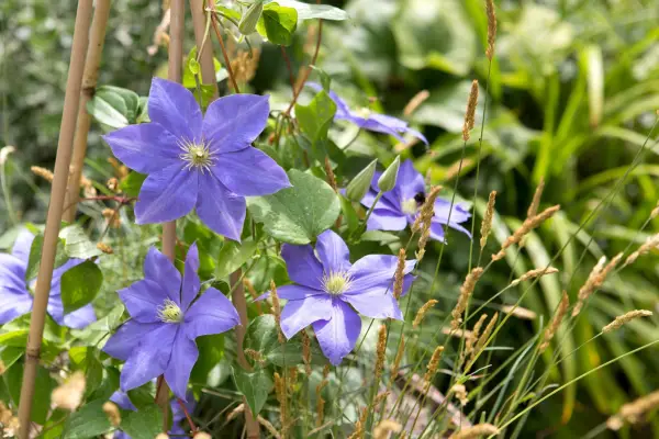 Clematis for every spot - Clematis fujimusume