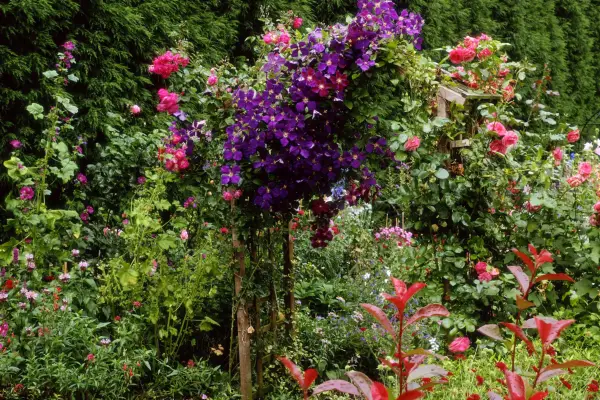 Purple clematis and pink climbing roses. Getty Images