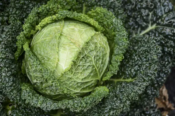 Brassica oleracea 'ינואר קינג'