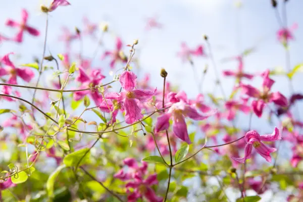 Clematis Confetti