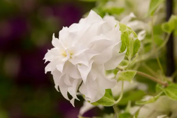 Clematis „Maria Sklodowska curie”