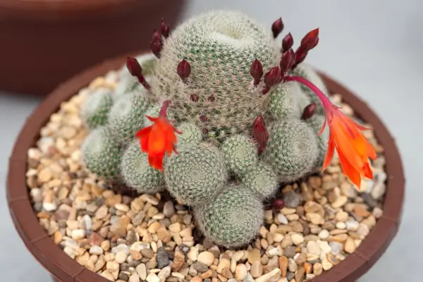 Echinocereus viereckii sub. morricalii