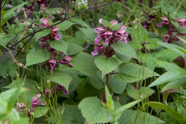 Lamium orvala