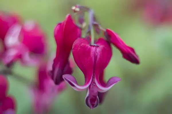 Lamprocapnos atractivitatea „inimi arzătoare”