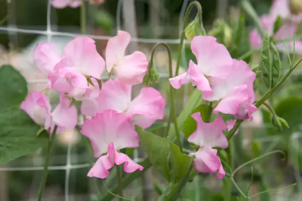 Lathyrus voněl 'gwendolin'