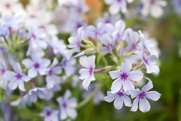 Phlox Divaricata subsp. Laphamii 'Chattahoochee'