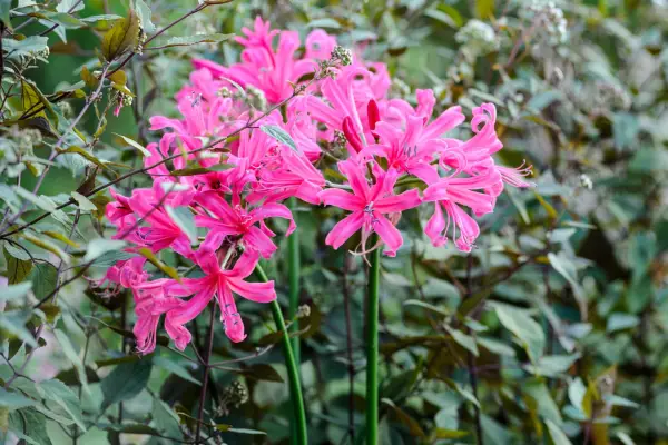 Nerine bowdenii