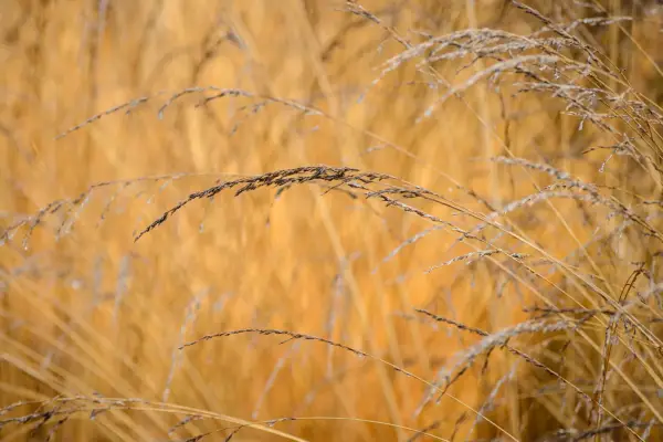 Ornamental grasses