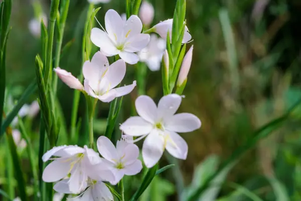 Hesperantha