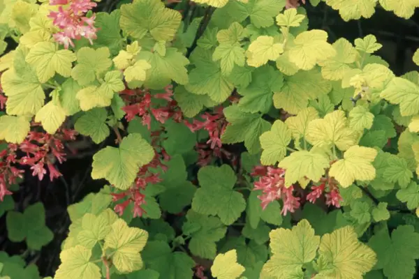 Ribes 'Brocklebankii'