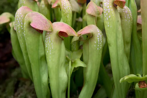 Sarracenia Minor
