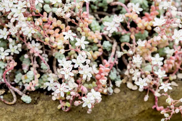 Sedum brevifolium
