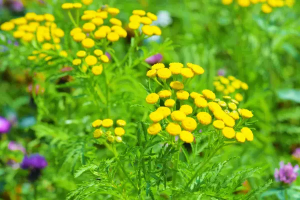 Tanacetum vulgare. Getty Images