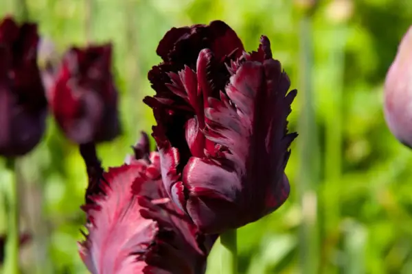 '블랙 앵무새'가왔다