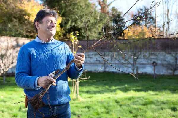 Guia de Alan para tamanhos de árvores